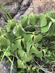 Dioscorea dregeana