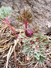 Paeonia brownii