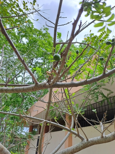 Spondias purpurea - Whole tree