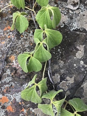 Dioscorea dregeana