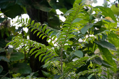 Zanthoxylum martinicense