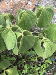 Dioscorea dregeana