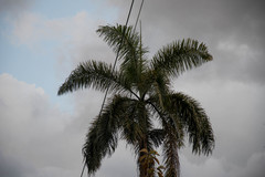 Roystonea borinquena