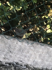 Campylorhynchus yucatanicus