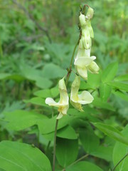 Lathyrus gmelinii