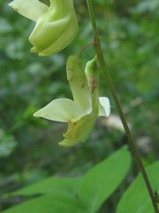 Lathyrus gmelinii