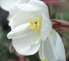 Oenothera deltoides