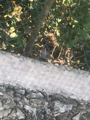 Campylorhynchus yucatanicus