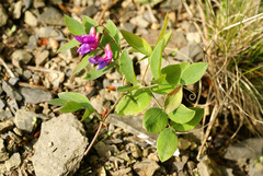 Lathyrus humilis