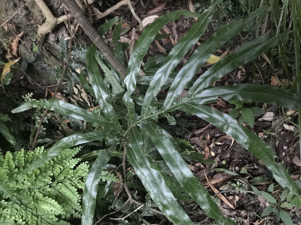 jungle brake