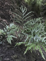 Pteris umbrosa