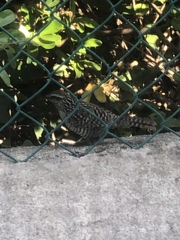 Campylorhynchus yucatanicus