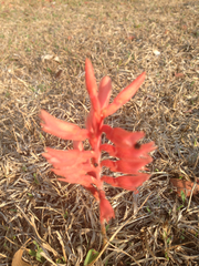 Sacoila lanceolata
