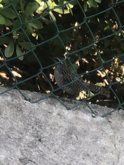 Campylorhynchus yucatanicus