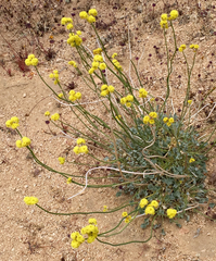 Eriogonum nudum westonii