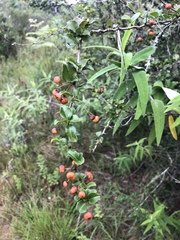 Gymnosporia harveyana harveyana