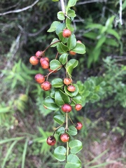 Gymnosporia harveyana harveyana
