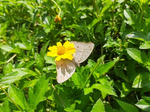 Grey Pansy