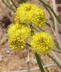 Eriogonum nudum westonii