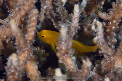 Gobiodon okinawae