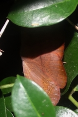 Hypopyra capensis