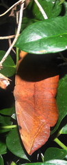 Hypopyra capensis