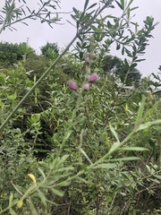 Polygala virgata virgata