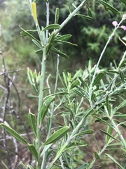 Polygala virgata virgata