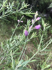 Polygala virgata virgata