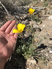 Eschscholzia papastillii