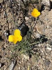 Eschscholzia papastillii