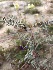 Astragalus insularis