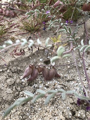 Astragalus insularis
