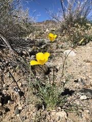 Eschscholzia papastillii