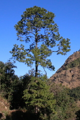 Pinus roxburghii