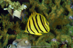 Chaetodon octofasciatus