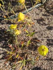 Chylismia