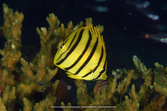 Chaetodon octofasciatus