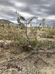 Astragalus insularis
