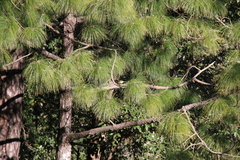 Pinus roxburghii