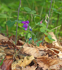 Lathyrus humilis