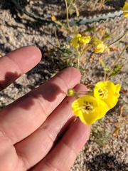 Chylismia