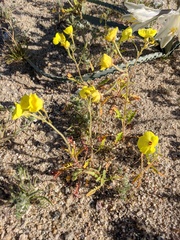 Chylismia