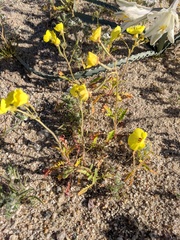 Chylismia