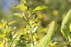 Ludwigia peruviana image