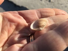 Divalinga quadrisulcata