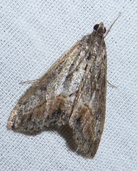 Evergestis subterminalis