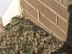 Thamnophis proximus proximus