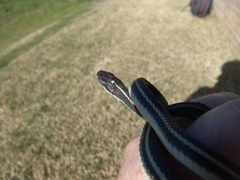 Thamnophis proximus proximus