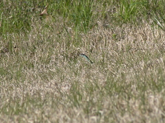 Thamnophis proximus proximus